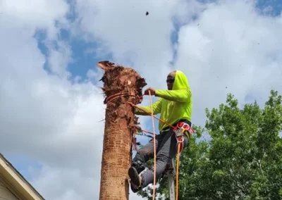 Expert Landscape Maintenance