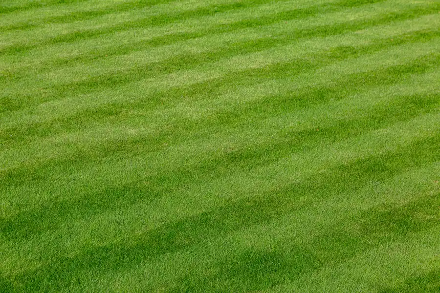 Seasonal Lawn Care Tips For A Healthy, Vibrant Yard Webster, TX